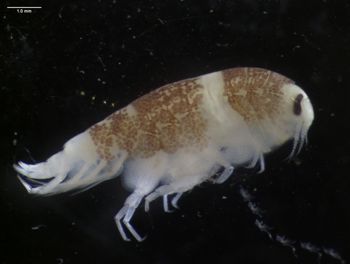 Media type: image;   Invertebrate Zoology 145917